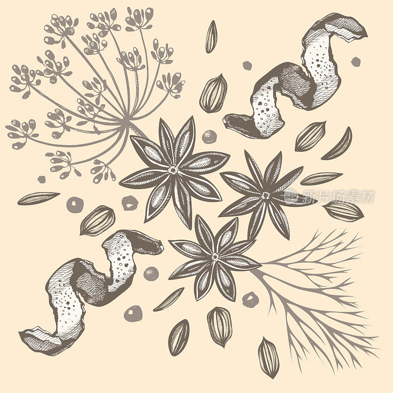 Vector background with hand drawn herbs and spices. Hand drawn ink illustration. Organic and fresh spices illustration